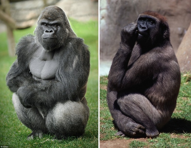 Сколько живет самец. Западная горилла. Западная равнинная горилла.