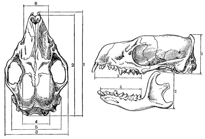 Строение черепа млекопитающих. Череп неполнозубых млекопитающих. Соединение челюсти с черепом у млекопитающих. Класс млекопитающие череп