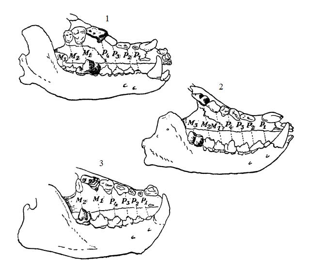 Какие зубы у млекопитающих дифференцированы
