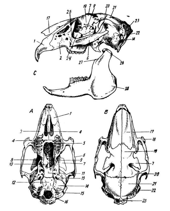 Изучите строение черепа млекопитающего