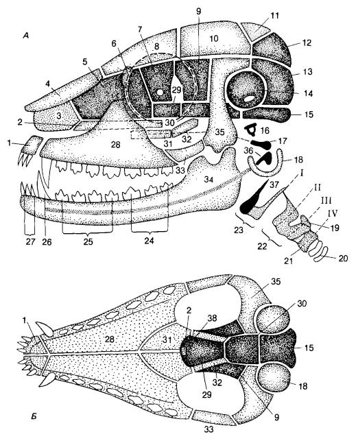 Изучите строение черепа млекопитающего обратите внимание. Череп млекопитающего сбоку снизу и нижняя челюсть. Строение скелета черепа млекопитающих. Строение черепа капибары. Череп вид сбоку и снизу млекопитающих.