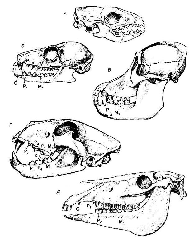 Какие зубы у млекопитающих дифференцированы. Череп млекопитающих. Черепа млекопитающих различных отрядов. Зубы млекопитающих. Черепа млекопитающих питающихся растениями.