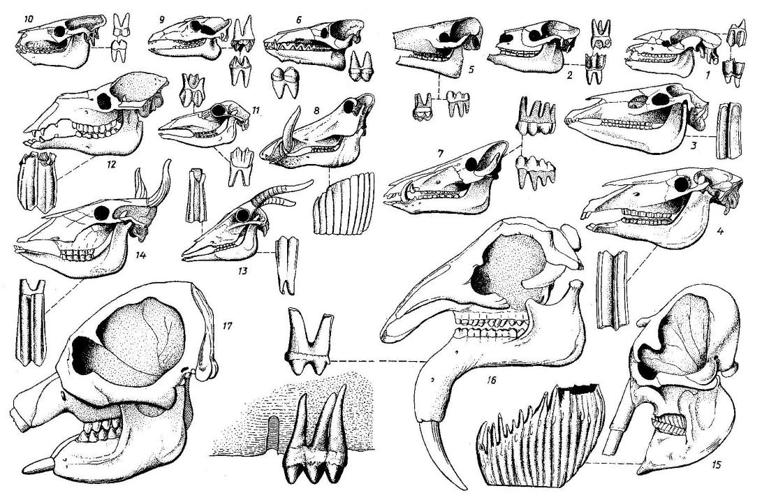 Рассмотрите строение зубов млекопитающих на какие. Зубы млекопитающих. Текодонтные зубы млекопитающих. Теория происхождения зубов млекопитающих. Карточки зубные системы млекопитающих.