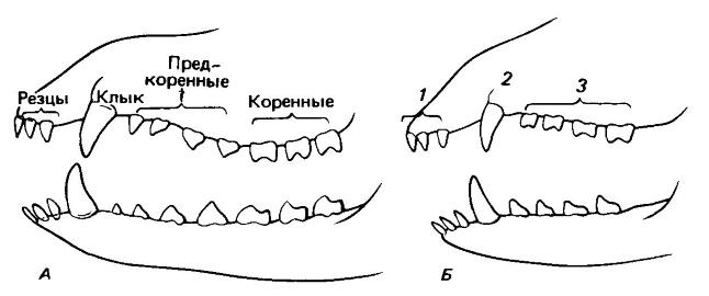 Дифференциация зубов млекопитающих