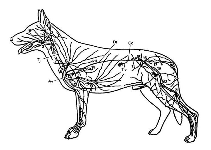 Увеличены лимфоузлы у собаки. Лимфатическая система собаки. Лимфатическая система собаки схема. Анатомия собаки лимфатическая система. Лимфатические узлы собаки.