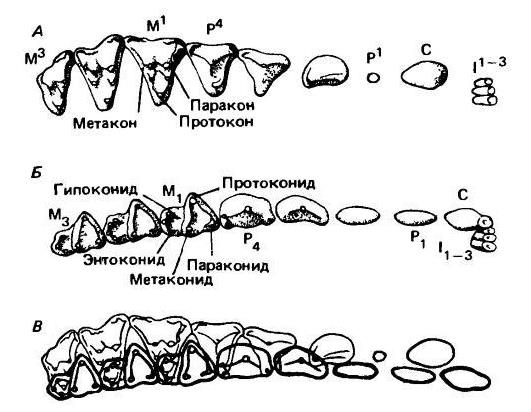 Практическая работа исследование зубной системы млекопитающих. Протокон. Протоконид метаконид нидижнего м 2.
