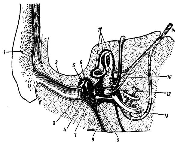Строение ушной раковины животных. Строение органов слуха млекопитающих схема. Строение уха животного анатомия. Строение органа слуха млекопитающих. Строение пуха млекопитающих.