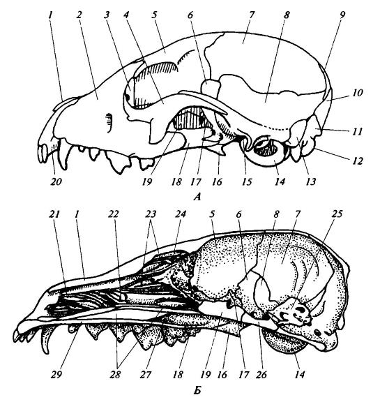 Череп млекопитающих. Черепа млекопитающих различных отрядов. Кости черепа млекопитающих. Череп млекопитающих рисунок.