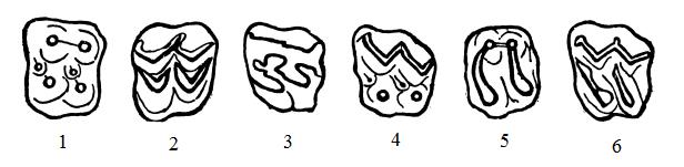 Почему зубы млекопитающих отличаются. Типы коренных зубы млекопитающих. Бунодонтные зубы. Типы жевательной поверхности зубов у животных. Лофодонтные секториальные селенодонтные зубы.