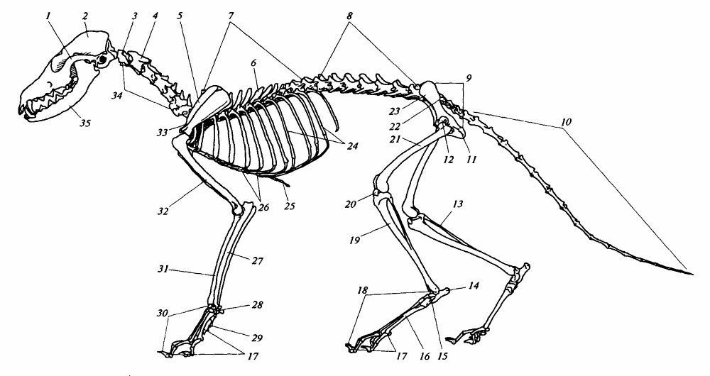 Грудной отдел скелета млекопитающих. Скелет млекопитающего 7 класс биология. Скелет млекопитающих кабана. Скелет лисы. Скелет млекопитающих ОГЭ.
