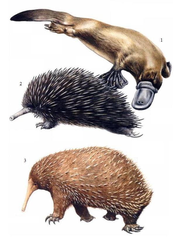 Яйцекладущие млекопитающие. Однопроходные млекопитающие. Однопроходные или яйцекладущие (Monotremata). Ехидна.