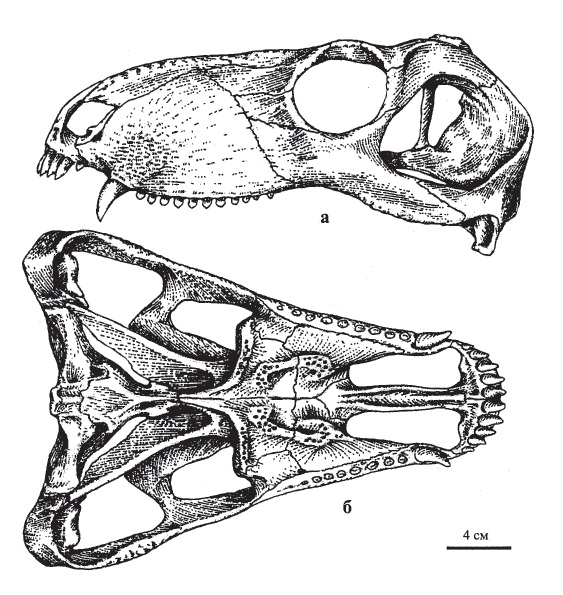 Изучите строение черепа млекопитающего обратите внимание. Череп млекопитающих. Определить отряд млекопитающих по черепу. Различия в форме черепа у млекопитающих. Archaeosyodon.