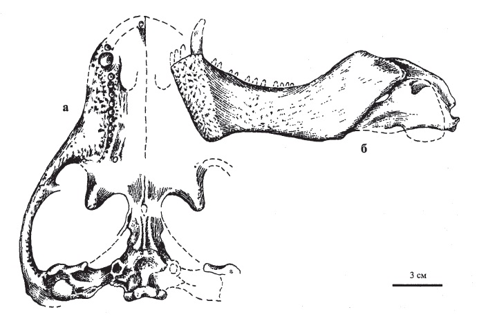 Изучите строение черепа млекопитающего. Череп млекопитающего сбоку а снизу б и нижняя челюсть в. Отряд Therocephalia. Разнообразие синапсидов. Эволюция синапсид.