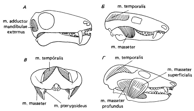 Изучите строение черепа млекопитающего