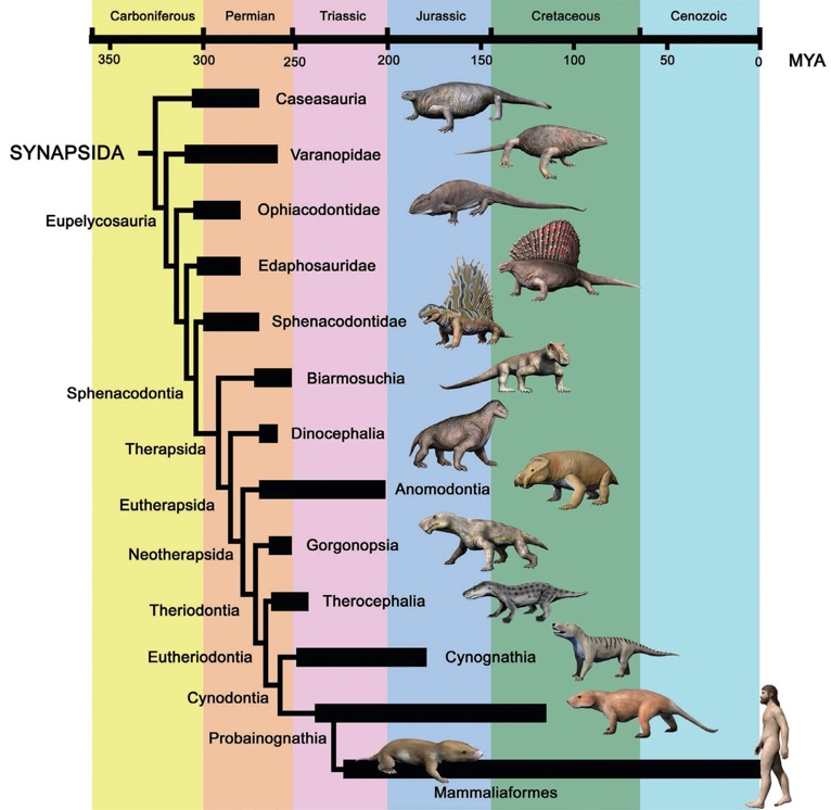 Тело млекопитающих подразделяется на. Синапсиды Эволюция. Ранние синапсиды. Эволюционное Древо синапсид. Синапсиды фото.