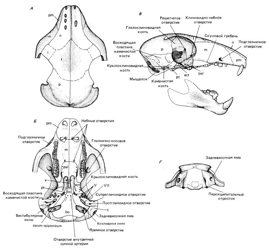 Соединение костей черепа млекопитающих. Многобугорчатые млекопитающие. Адалатерий.